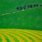 Louka, olej na plátně, karton, 30 × 25 cm, 2008